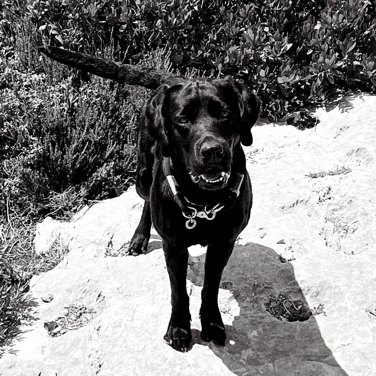 pt_eddie